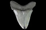 Serrated, Juvenile Megalodon Tooth - Georgia #90754-1